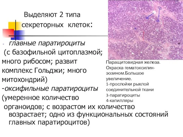 Выделяют 2 типа секреторных клеток: главные паратироциты (с базофильной цитоплазмой; много рибосом; развит