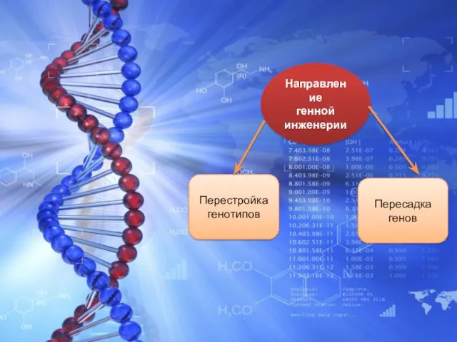 Направление генной инженерии Перестройка генотипов Пересадка генов