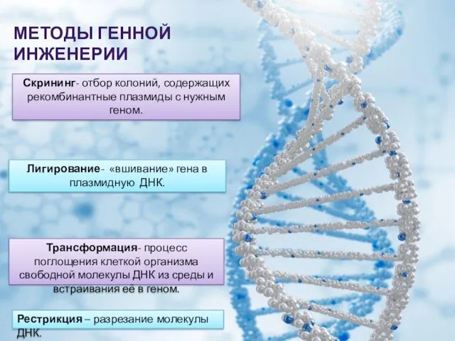 Скрининг- отбор колоний, содержащих рекомбинантные плазмиды с нужным геном. Трансформация-