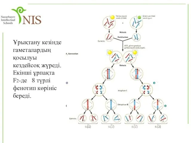 Ұрықтану кезінде гаметалардың қосылуы кездейсоқ жүреді. Екінші ұрпақта F2-де 8 түрлі фенотип көрініс береді.