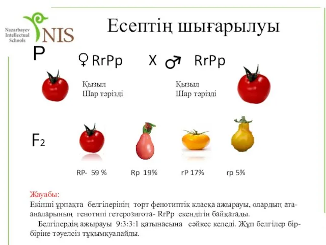 Есептің шығарылуы Р RrPp X RrPp Қызыл Шар тәрізді F2