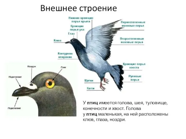 У птиц имеется голова, шея, туловище, конечности и хвост. Голова у птиц маленькая,