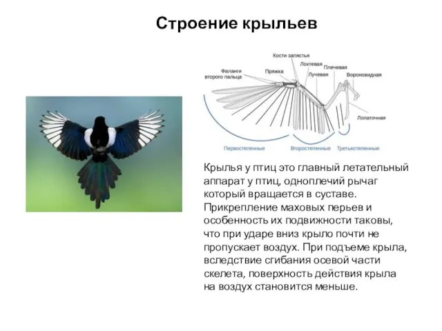 Строение крыльев Крылья у птиц это главный летательный аппарат у птиц, одноплечий рычаг