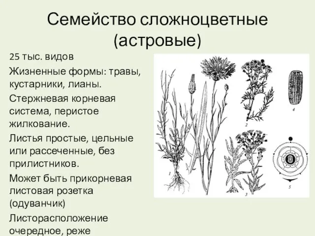 Семейство сложноцветные (астровые) 25 тыс. видов Жизненные формы: травы, кустарники,