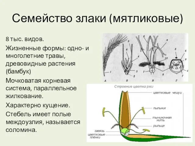 Семейство злаки (мятликовые) 8 тыс. видов. Жизненные формы: одно- и