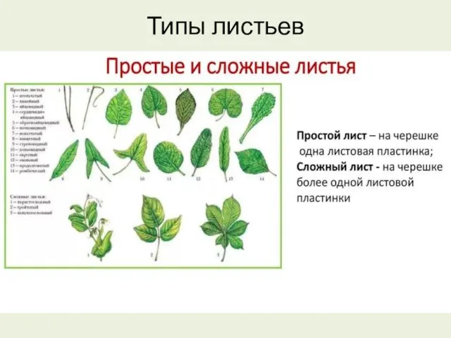 Типы листьев