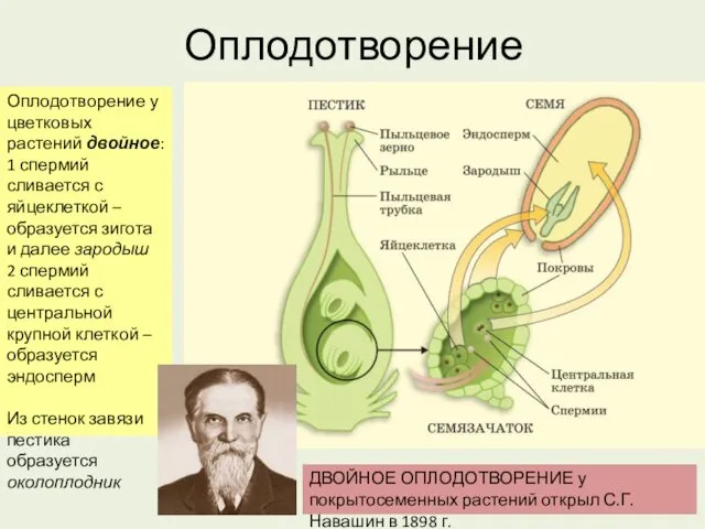 Оплодотворение Оплодотворение у цветковых растений двойное: 1 спермий сливается с яйцеклеткой – образуется