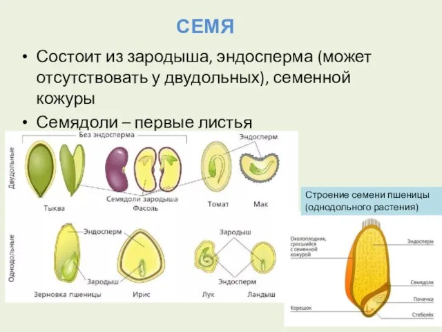 Состоит из зародыша, эндосперма (может отсутствовать у двудольных), семенной кожуры Семядоли – первые