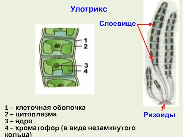 Улотрикс 1 – клеточная оболочка 2 – цитоплазма 3 – ядро 4 –