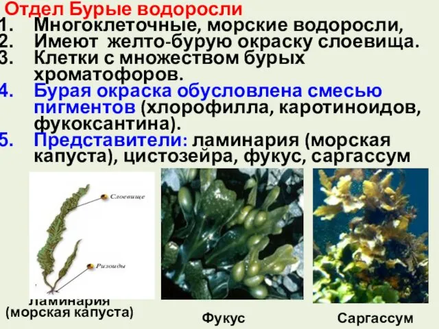 Отдел Бурые водоросли Многоклеточные, морские водоросли, Имеют желто-бурую окраску слоевища.