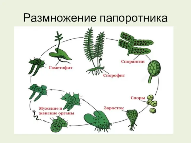 Размножение папоротника