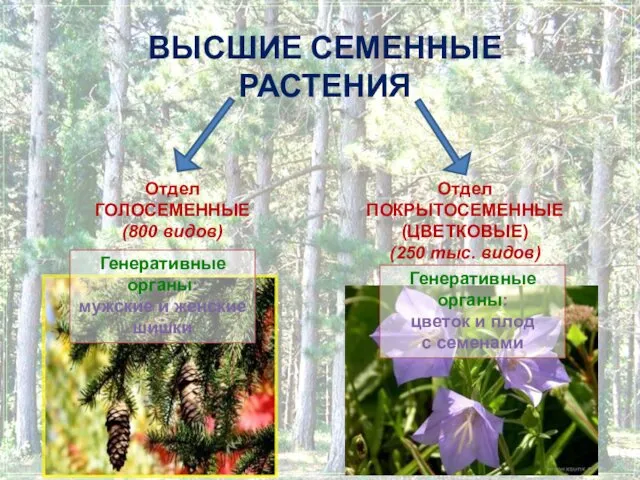 ВЫСШИЕ СЕМЕННЫЕ РАСТЕНИЯ Отдел ГОЛОСЕМЕННЫЕ (800 видов) Отдел ПОКРЫТОСЕМЕННЫЕ (ЦВЕТКОВЫЕ) (250 тыс. видов)