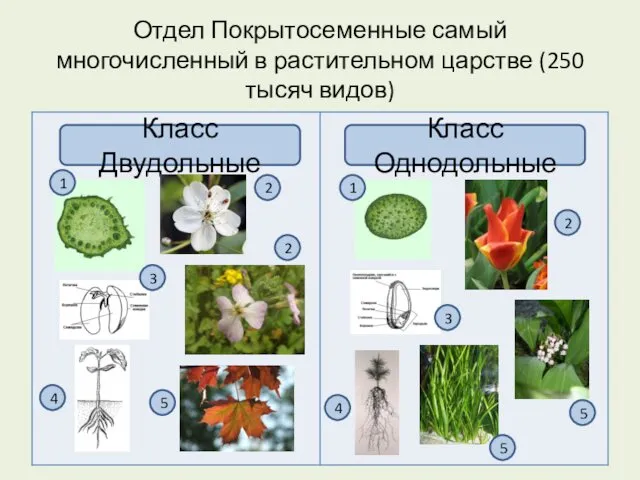 Отдел Покрытосеменные самый многочисленный в растительном царстве (250 тысяч видов) Класс Двудольные Класс