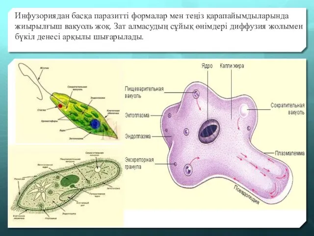 Инфузориядан басқа паразитті формалар мен теңіз қарапайымдыларында жиырылғыш вакуоль жоқ.