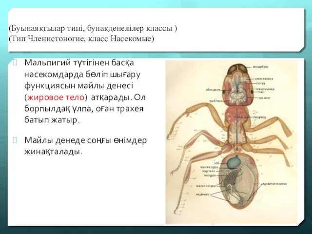 (Буынаяқтылар типі, бунақденелілер классы ) (Тип Членистоногие, класс Насекомые) Мальпигий