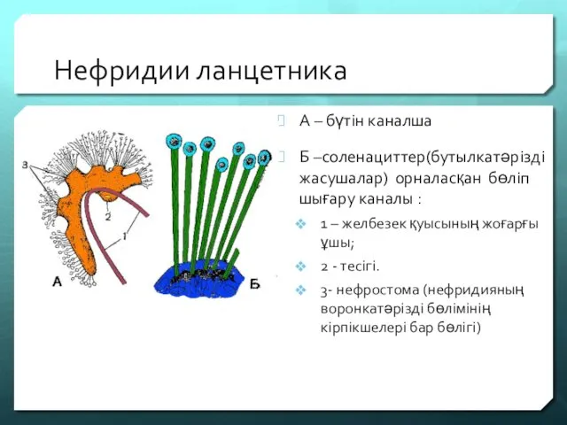 Нефридии ланцетника А – бүтін каналша Б –соленациттер(бутылкатәрізді жасушалар) орналасқан