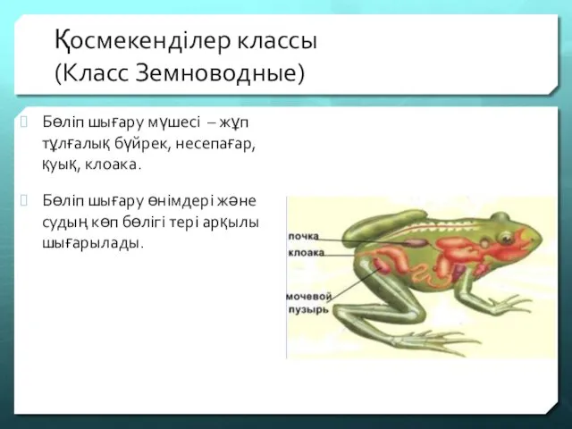 Қосмекенділер классы (Класс Земноводные) Бөліп шығару мүшесі – жұп тұлғалық