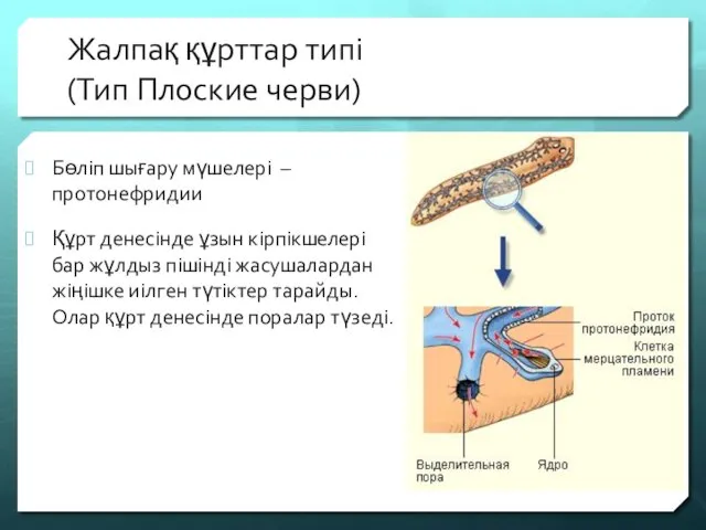 Жалпақ құрттар типі (Тип Плоские черви) Бөліп шығару мүшелері –