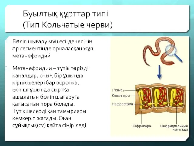 Буылтық құрттар типі (Тип Кольчатые черви) Бөліп шығару мүшесі-денесінің әр