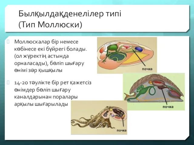 Былқылдақденелілер типі (Тип Моллюски) Моллюскалар бір немесе көбінесе екі бүйрегі