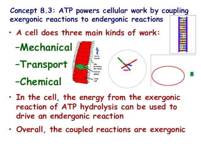 Concept 8.3: ATP powers cellular work by coupling exergonic reactions