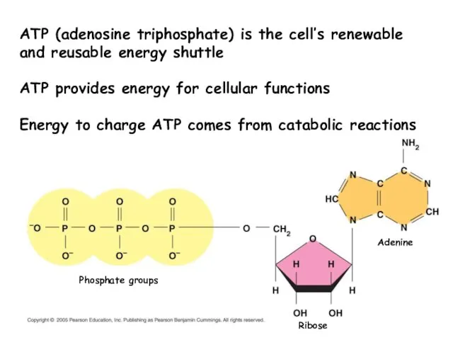 Phosphate groups Ribose Adenine ATP (adenosine triphosphate) is the cell’s