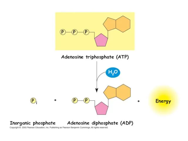 Adenosine triphosphate (ATP) Energy P P P P P P