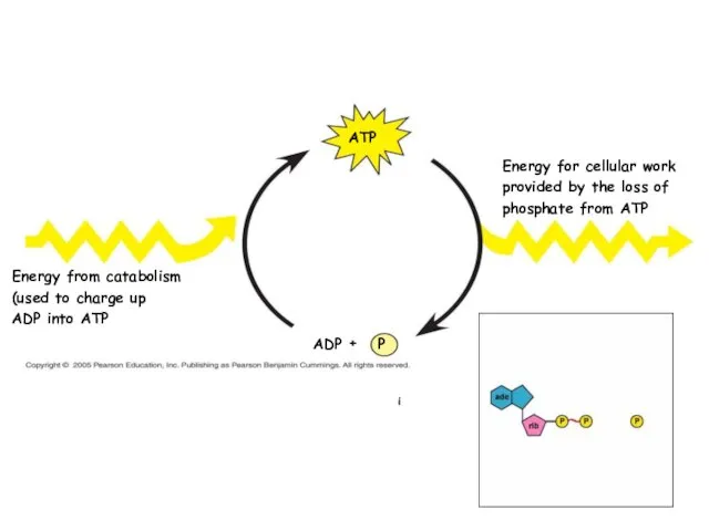 P i ADP Energy for cellular work provided by the