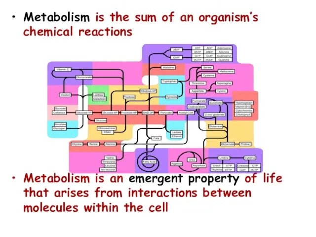 Metabolism is the sum of an organism’s chemical reactions Metabolism