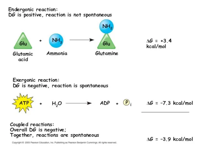 Endergonic reaction: DG is positive, reaction is not spontaneous Exergonic