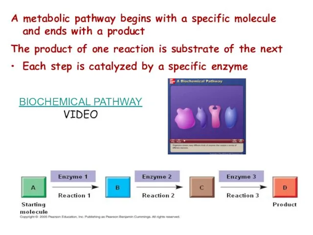 A metabolic pathway begins with a specific molecule and ends