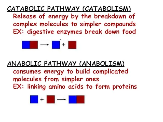 CATABOLIC PATHWAY (CATABOLISM) Release of energy by the breakdown of