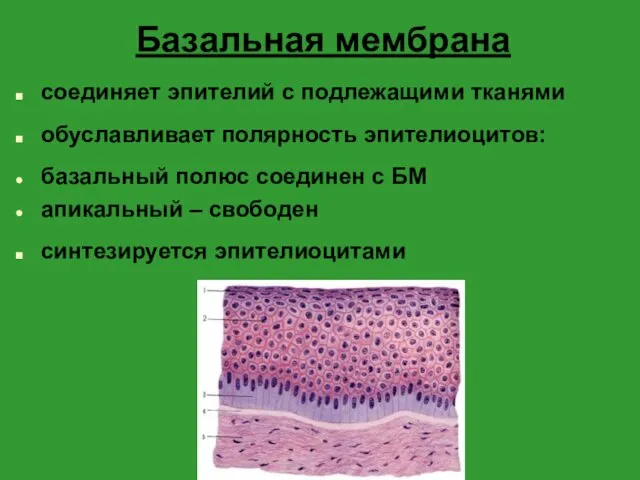 Базальная мембрана соединяет эпителий с подлежащими тканями обуславливает полярность эпителиоцитов: