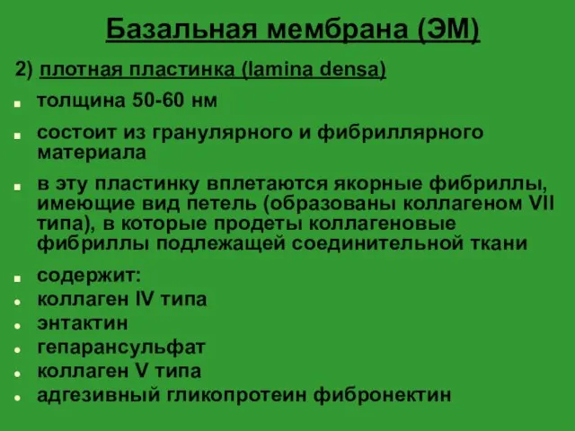 Базальная мембрана (ЭМ) 2) плотная пластинка (lamina densa) толщина 50-60