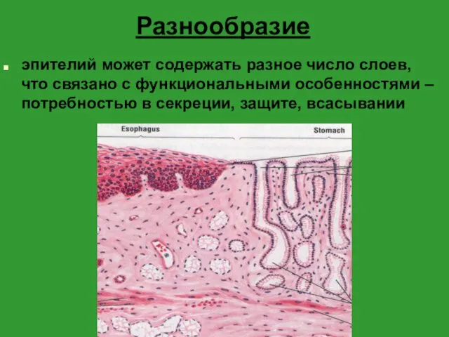 Разнообразие эпителий может содержать разное число слоев, что связано с