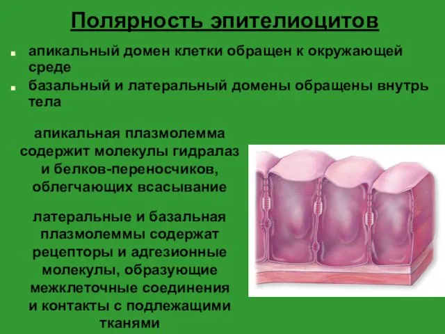 Полярность эпителиоцитов апикальный домен клетки обращен к окружающей среде базальный