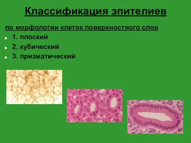 Классификация эпителиев по морфологии клеток поверхностного слоя 1. плоский 2. кубический 3. призматический