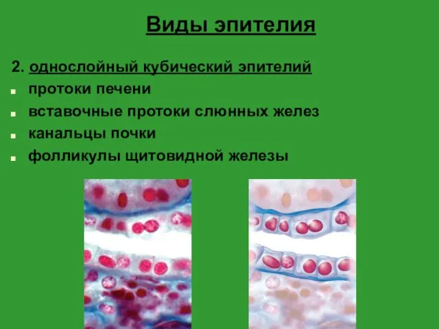 Виды эпителия 2. однослойный кубический эпителий протоки печени вставочные протоки