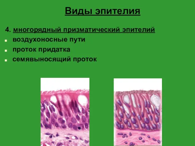 Виды эпителия 4. многорядный призматический эпителий воздухоносные пути проток придатка семявыносящий проток