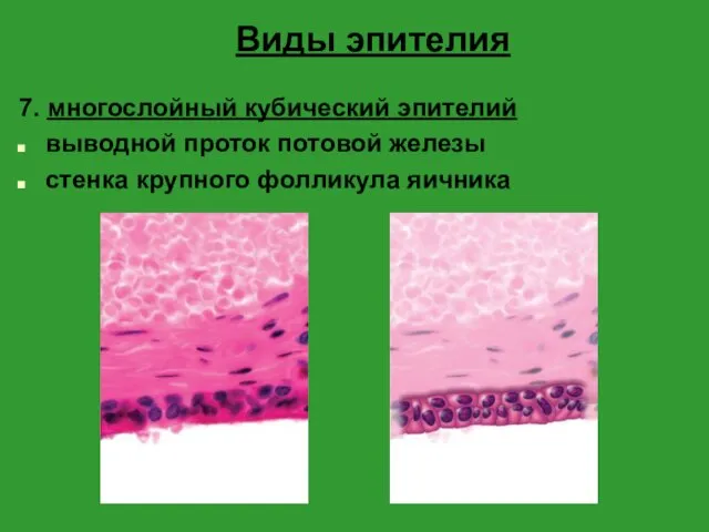 Виды эпителия 7. многослойный кубический эпителий выводной проток потовой железы стенка крупного фолликула яичника
