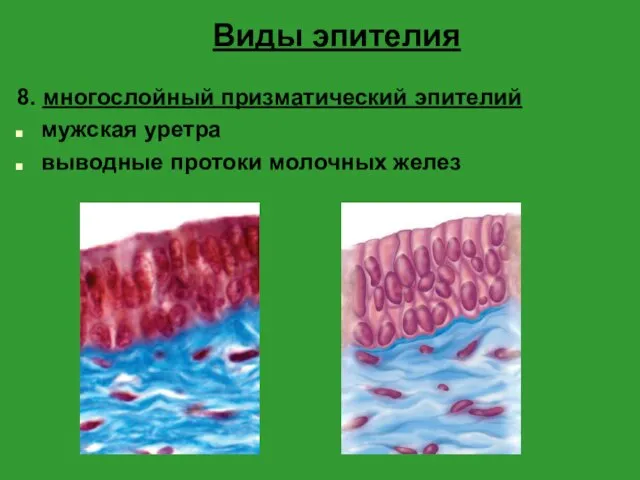 Виды эпителия 8. многослойный призматический эпителий мужская уретра выводные протоки молочных желез