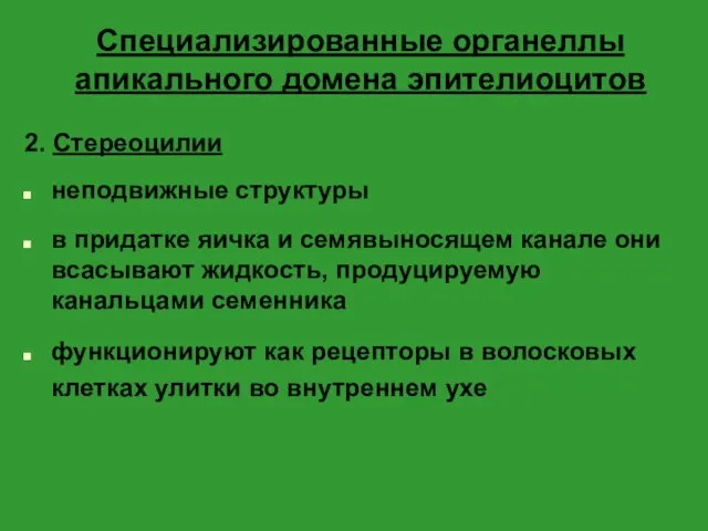 Специализированные органеллы апикального домена эпителиоцитов 2. Cтереоцилии неподвижные структуры в