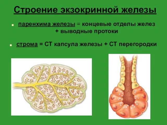 Строение экзокринной железы паренхима железы = концевые отделы желез +