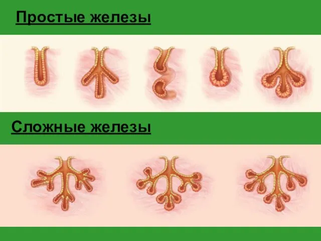 Простые железы Сложные железы