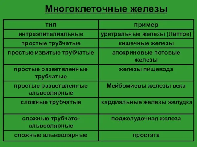 Многоклеточные железы