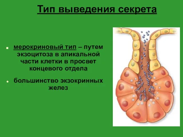 Тип выведения секрета мерокриновый тип – путем экзоцитоза в апикальной