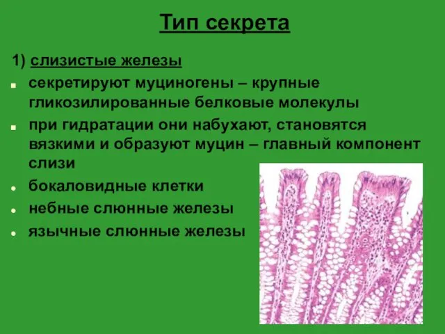 Тип секрета 1) слизистые железы секретируют муциногены – крупные гликозилированные