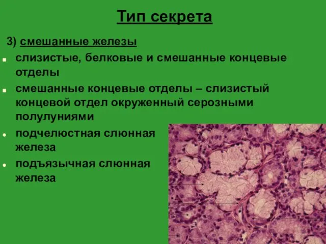 Тип секрета 3) смешанные железы слизистые, белковые и смешанные концевые