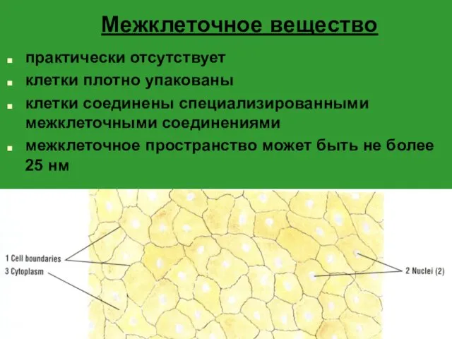 Межклеточное вещество практически отсутствует клетки плотно упакованы клетки соединены специализированными