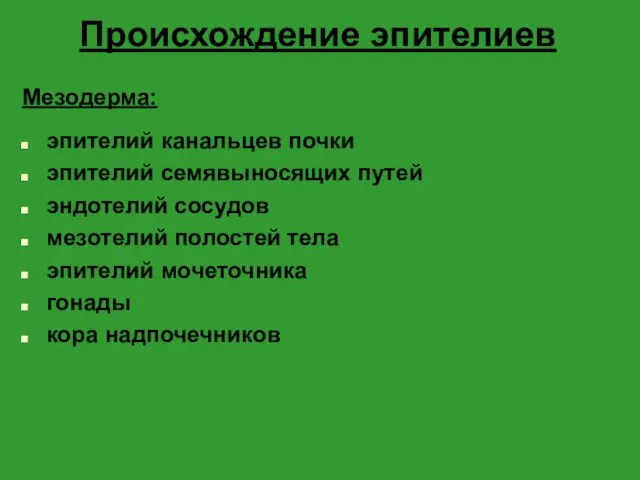 Происхождение эпителиев Мезодерма: эпителий канальцев почки эпителий семявыносящих путей эндотелий